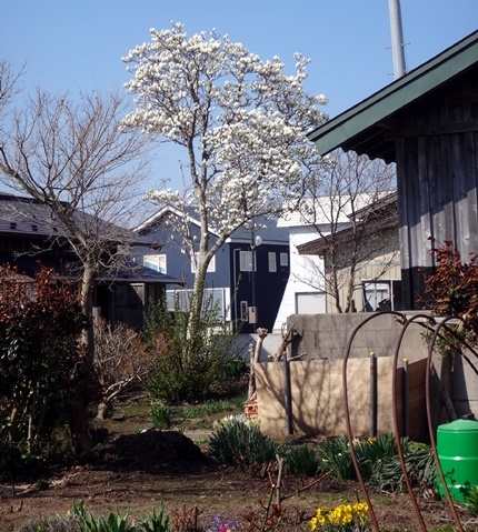 ハクモクレンと草入れの側の水芭蕉。君子欄など♪_a0136293_16102603.jpg