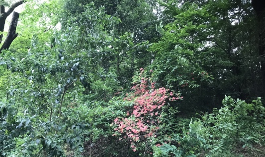 貧乏草(ハルジオン)_e0181901_00042008.jpeg
