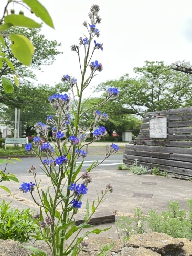 【5月のお休みとお知らせ】_a0322702_09053654.jpeg