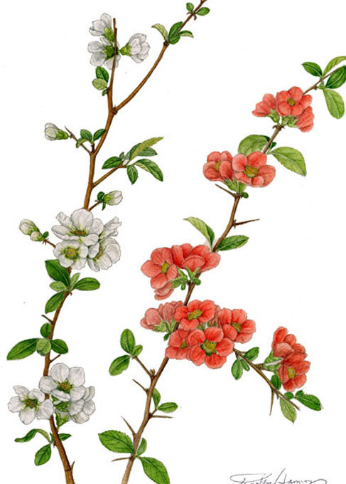 紅白のボケの花～ : ボタニカルアート～四季折々～