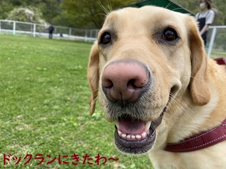 ドックランに来たけれど…。_c0182012_14200453.jpg