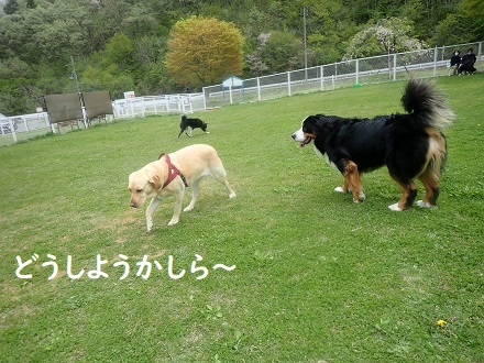 ドックランに来たけれど…。_c0182012_14200727.jpg