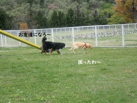 ドックランに来たけれど…。_c0182012_14530966.jpg