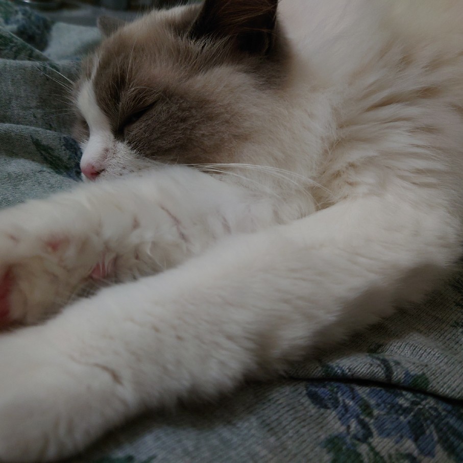 寝ぼけ眼のマウル（バラ）と寝入る猫と茹るアタシ_c0404712_23353379.jpg