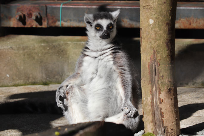 灰色の狐猿様連絡専用 灰色の狐猿様連絡専用 灰色の狐猿様連絡専用 灰色の狐猿様連絡専用