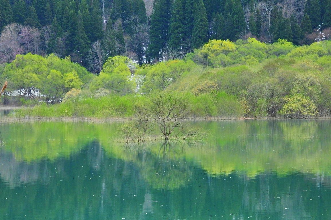 春の東北紀行（１）・・・２０２２．４．２４：白川湖の水没林を目指した。_a0031821_20215988.jpg