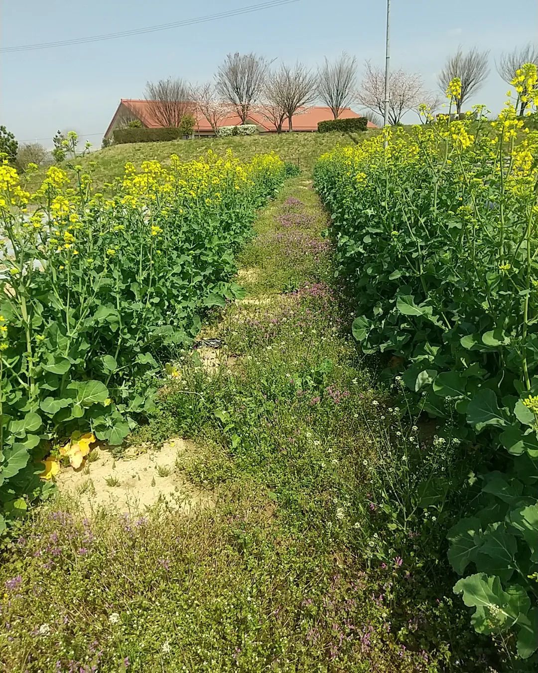 春の菜の花摘み_d0120421_11100811.jpg