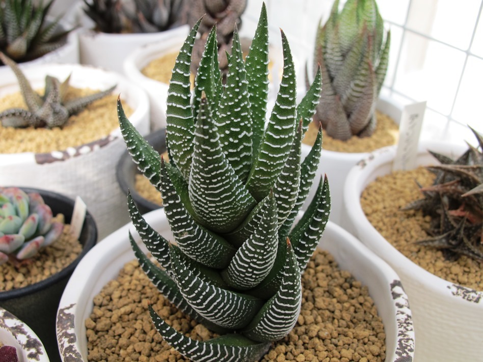 Haworthiopsis baccata : 半夏堂花鳥風月