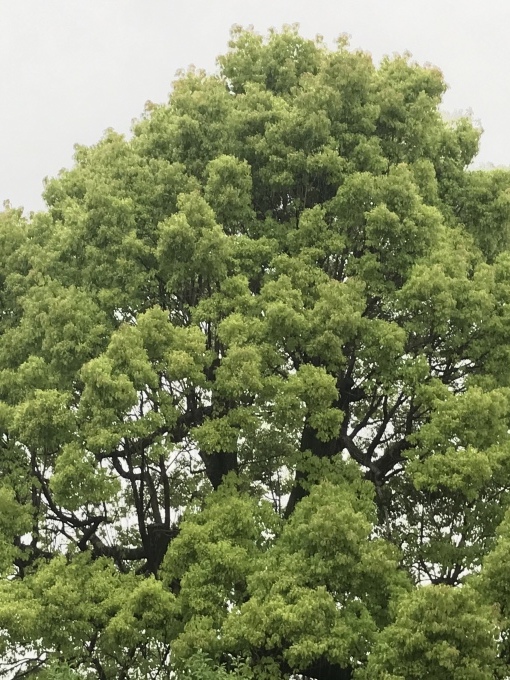 ハタキで掃除ってどうよ_d0101846_15233617.jpeg