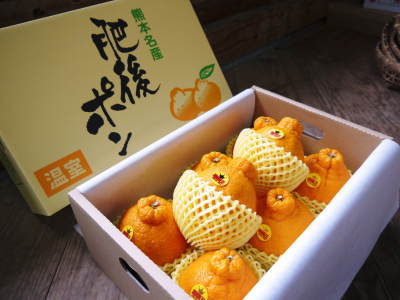 熊本県産!『デコポン(肥後ポン)』大好評販売中!2025年度の収穫へ向け匠の花芽剪定作業を現地取材!_a0254656_17191573.jpg
