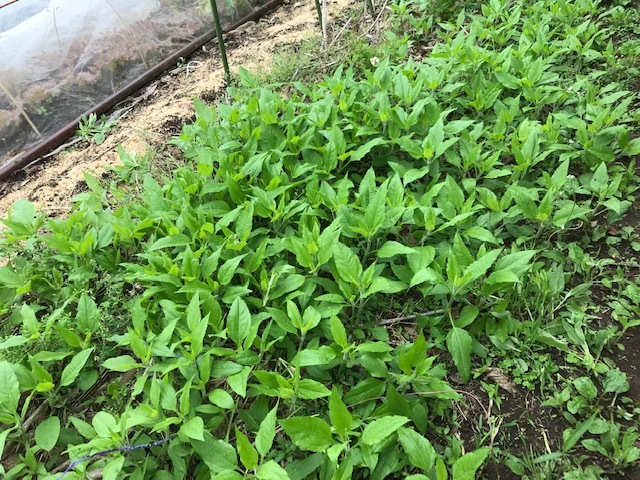 悔しい！種蒔きした落花生が狸（？）に食べられた4・28_c0014967_17255835.jpg