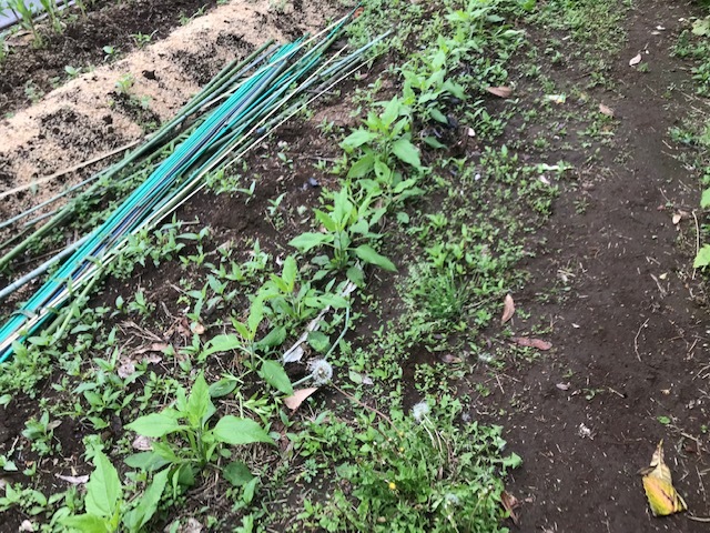 悔しい！種蒔きした落花生が狸（？）に食べられた4・28_c0014967_17263330.jpg