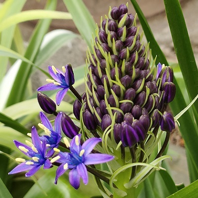 我が家に咲いてる春の球根の青花３種 健気に育つ植物たち
