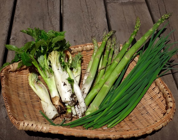 今季 初収穫のウド、庭で焼き芋など~♪_a0136293_15405508.jpg