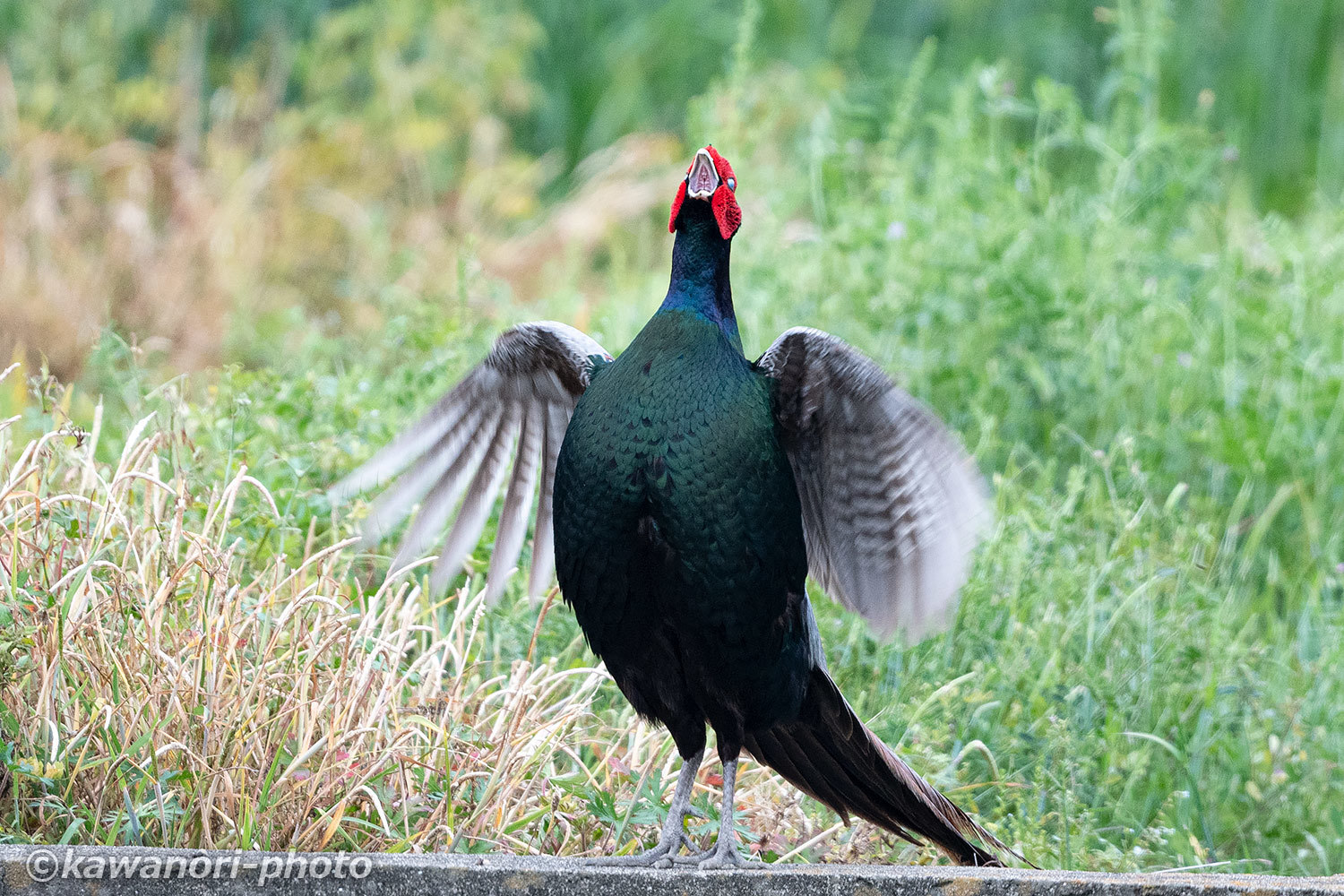 雉 キジのホロ打ち Kawanori Photo 雉 キジのホロ打ち Kawanori Photo