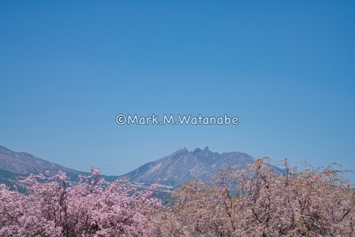 春の思い出-桜と根子岳_e0135098_23202579.jpg