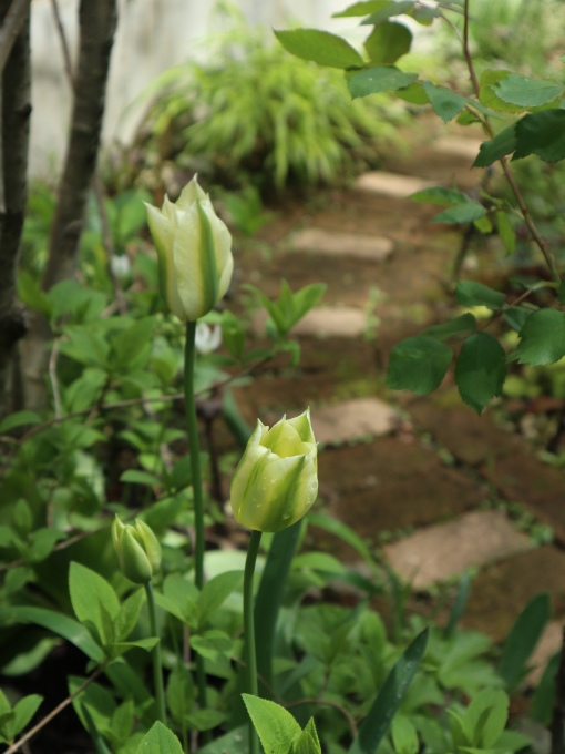 たまには書こう自分の庭･････毎日、新しい花の開花を発見します。_b0331802_22050313.jpg