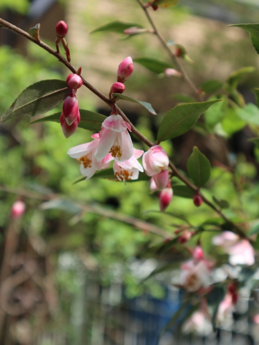 たまには書こう自分の庭･････毎日、新しい花の開花を発見します。_b0331802_22051195.jpg