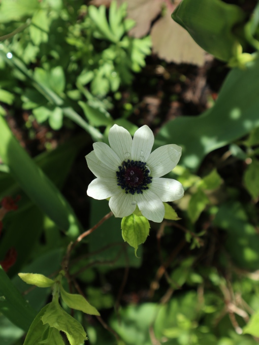 たまには書こう自分の庭･････毎日、新しい花の開花を発見します。_b0331802_22060278.jpg