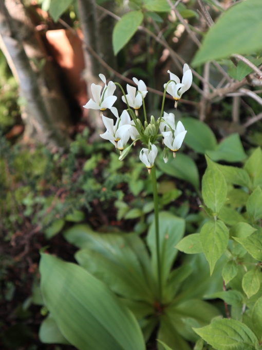 たまには書こう自分の庭･････毎日、新しい花の開花を発見します。_b0331802_22072605.jpg