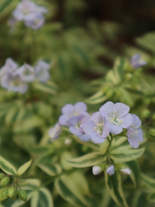 たまには書こう自分の庭･････毎日、新しい花の開花を発見します。_b0331802_22074895.jpg