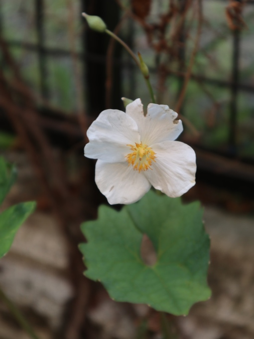 たまには書こう自分の庭･････毎日、新しい花の開花を発見します。_b0331802_22075793.jpg