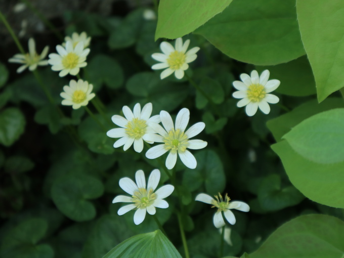 たまには書こう自分の庭･････毎日、新しい花の開花を発見します。_b0331802_22080539.jpg