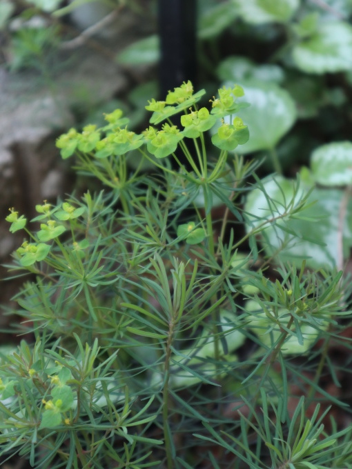 たまには書こう自分の庭･････毎日、新しい花の開花を発見します。_b0331802_22082240.jpg
