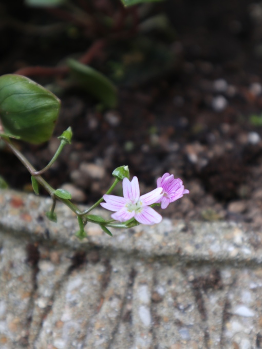 たまには書こう自分の庭･････毎日、新しい花の開花を発見します。_b0331802_22115856.jpg