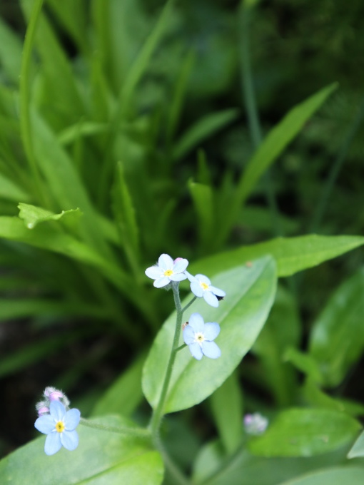 たまには書こう自分の庭･････毎日、新しい花の開花を発見します。_b0331802_22142332.jpg