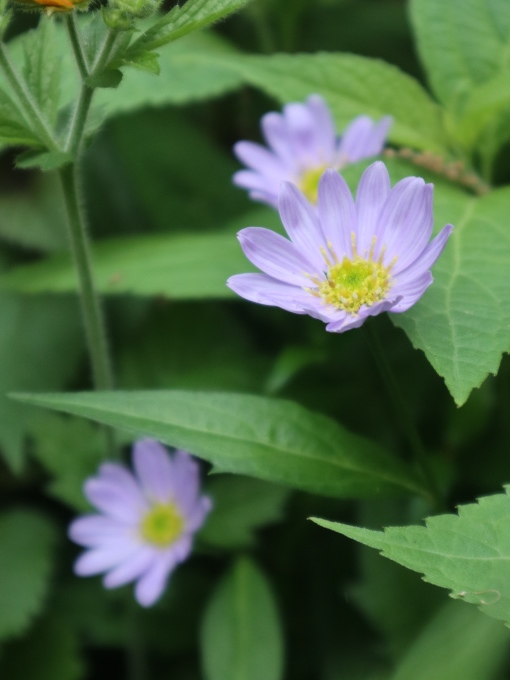 たまには書こう自分の庭･････毎日、新しい花の開花を発見します。_b0331802_22161079.jpg