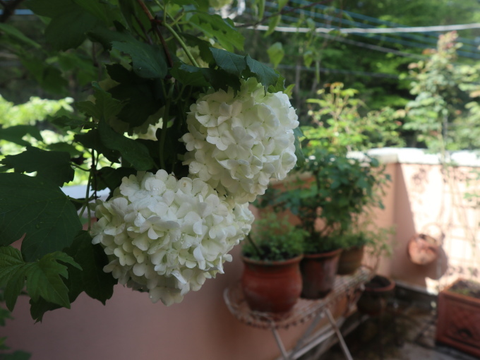 たまには書こう自分の庭･････毎日、新しい花の開花を発見します。_b0331802_22204219.jpg