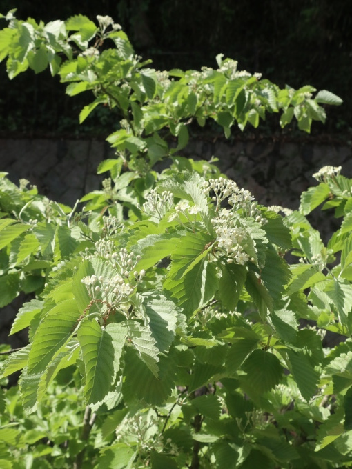たまには書こう自分の庭･････毎日、新しい花の開花を発見します。_b0331802_22210124.jpg