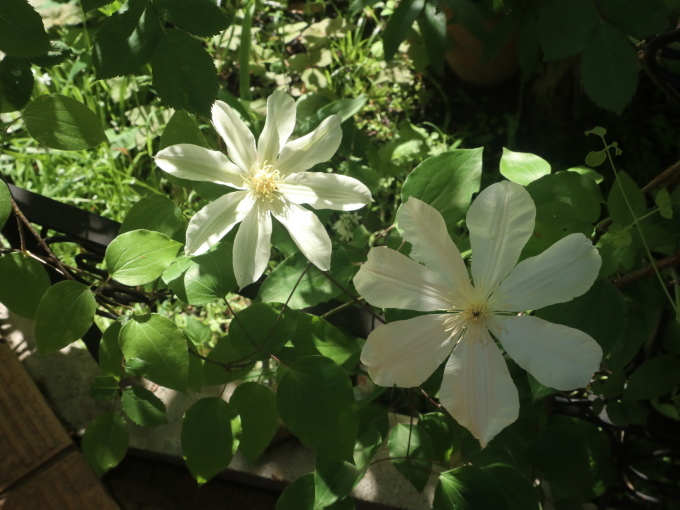 たまには書こう自分の庭･････毎日、新しい花の開花を発見します。_b0331802_22221932.jpg