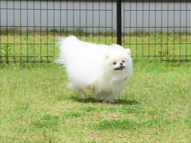 母は強し_d0360206_20201256.jpg