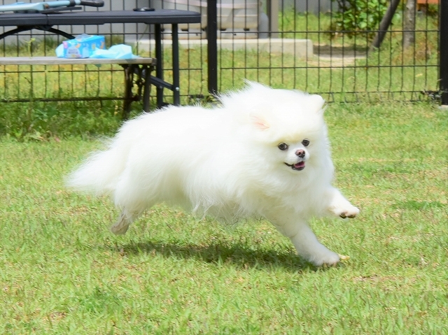 母は強し_d0360206_20201307.jpg