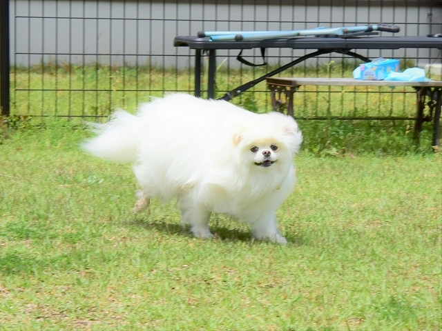 母は強し_d0360206_20201389.jpg