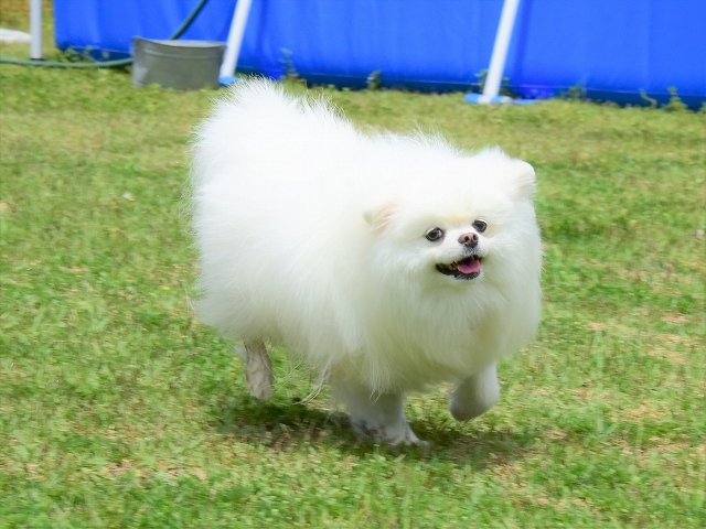 母は強し_d0360206_20202545.jpg