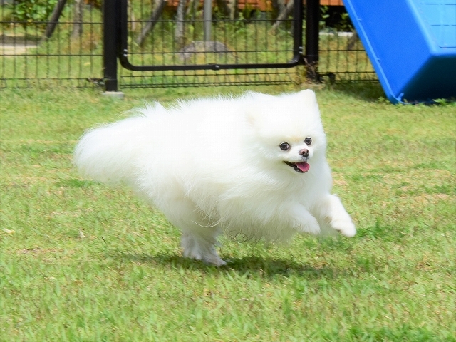 母は強し_d0360206_20202551.jpg