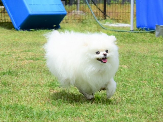母は強し_d0360206_20202593.jpg