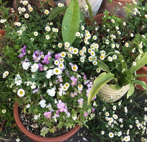 こぼれた種から育つ花は_e0103327_22401505.jpeg