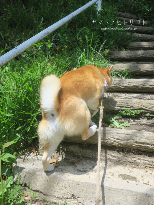 ネトル-Nettle-_e0394031_07594871.jpg