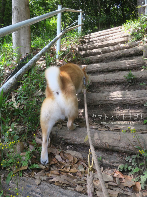 ネトル-Nettle-_e0394031_07595169.jpg