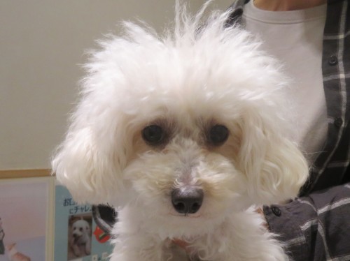 4 月 30 日の写真_c0174644_20082331.jpg
