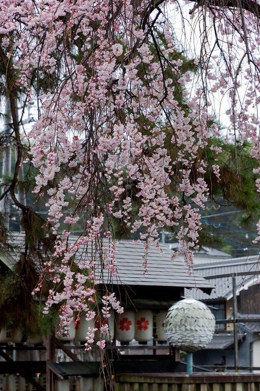 2022桜咲く京都　木花桜咲く（宇治・縣神社）_f0155048_22060818.jpg