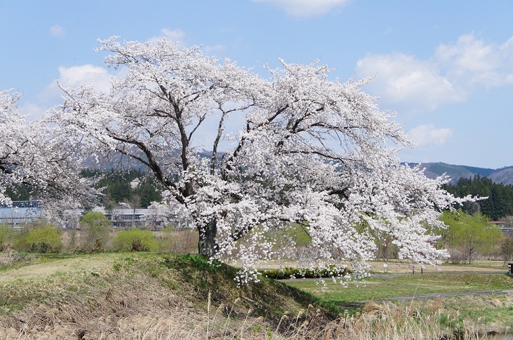 川渡の桜と菜の花_a0318954_22164523.jpg