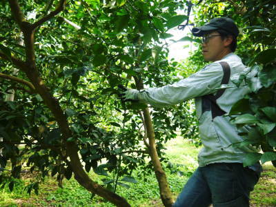 熊本県産!デコポン(肥後ポン)大好評販売中!2022年度の収穫へ向け匠の花芽剪定作業(ひのゆたか編)_a0254656_17274347.jpg