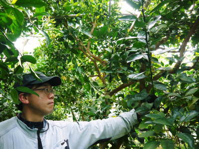 熊本県産!デコポン(肥後ポン)大好評販売中!2022年度の収穫へ向け匠の花芽剪定作業(ひのゆたか編)_a0254656_17310853.jpg