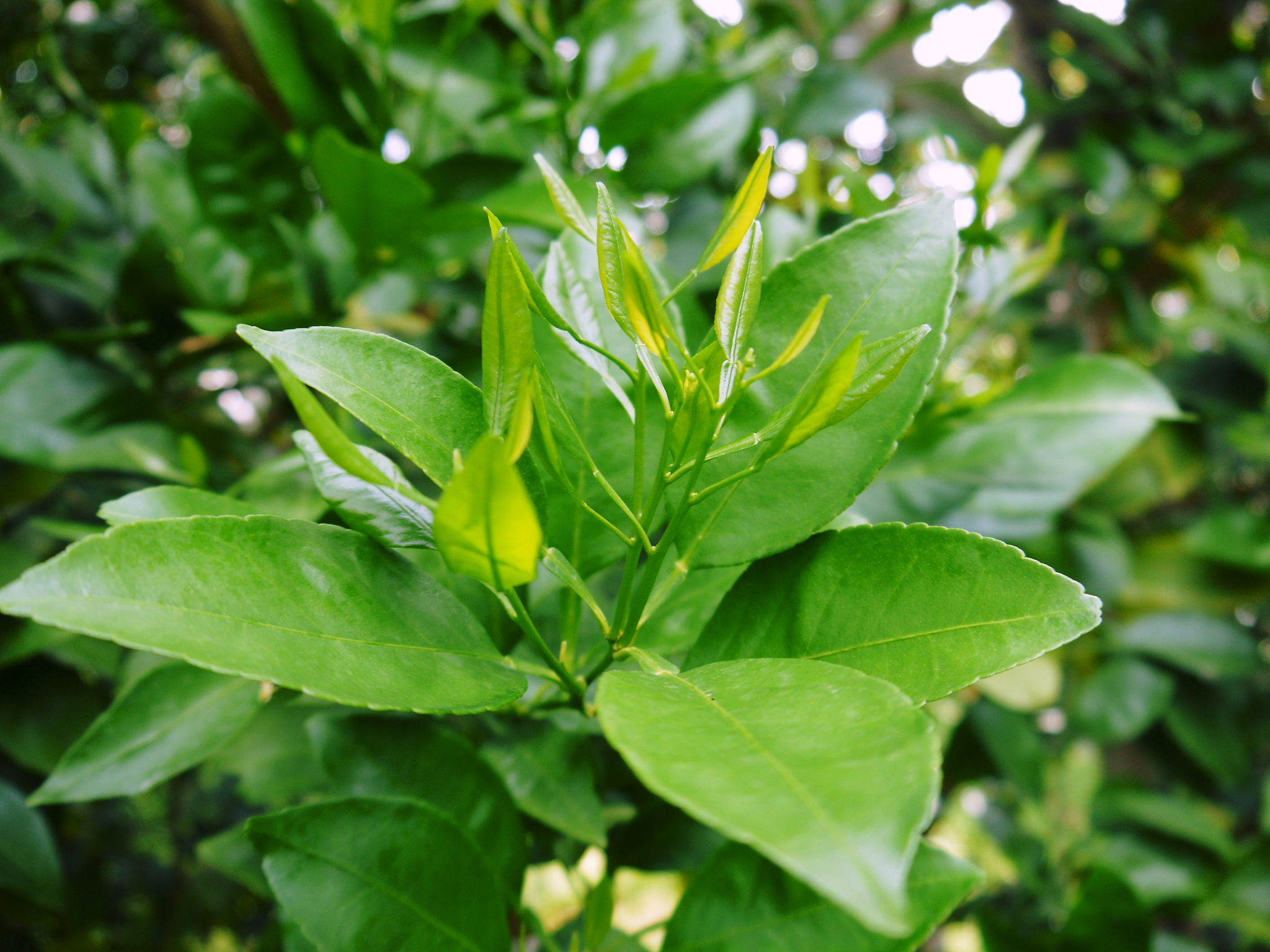 熊本県産!デコポン(肥後ポン)大好評販売中!2022年度の収穫へ向け匠の花芽剪定作業(ひのゆたか編)_a0254656_17331476.jpg
