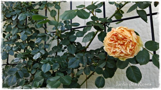 クラウン プリンセス マルガリータ の開花 La Rose 薔薇の庭